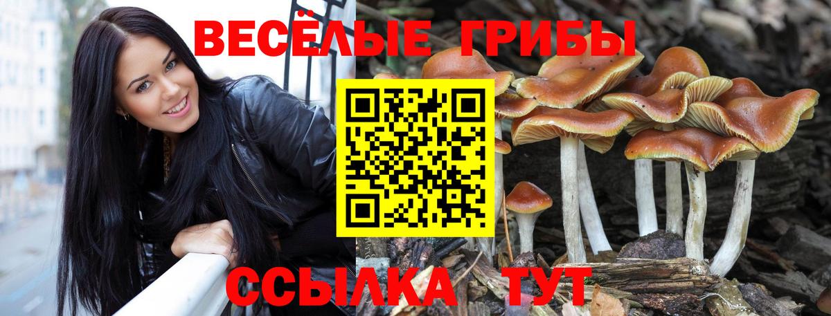 Псилоцибиновые грибы Psilocybine cubensis Ростов-на-Дону
